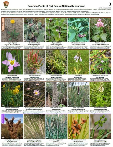 Plants - Fort Pulaski National Monument (U.S. National Park Service)