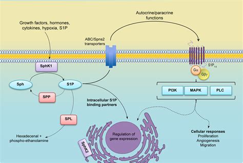 Frontiers | Sphingosine-1 Phosphate: A New Modulator of Immune ...