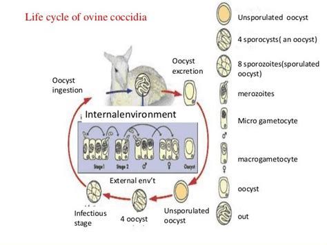 Coccidiosis in small_ruminants samuel last (1)