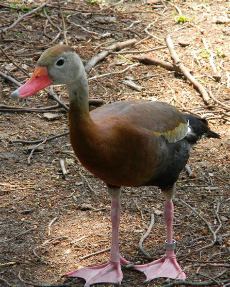 El suirirí piquirrojo (Dendrocygna autummalis), también conocido como ...