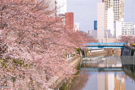 Cherry blossoms at Meguro River. Meguro River is the most famous ...