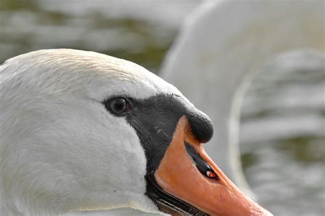 Free picture: eye, head, portrait, skin, swan, wildlife, bird ...