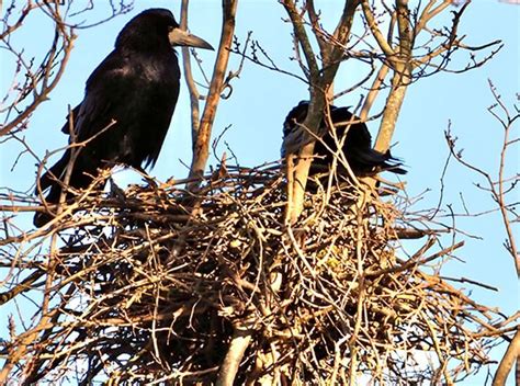 Rook - Sentinel Of The Farmlands