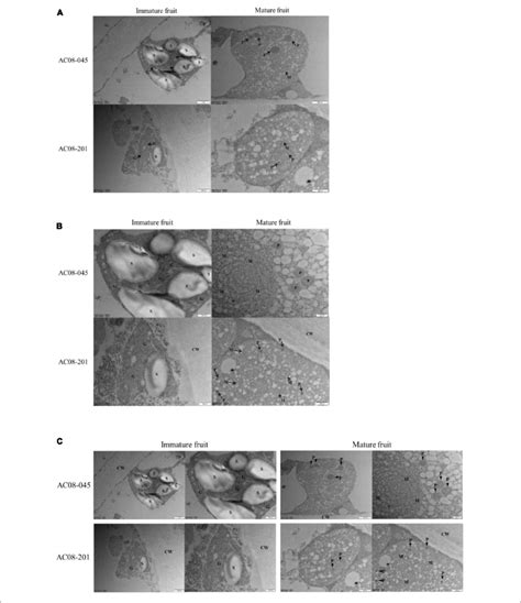 | Plastid structures of AC08-045 and AC08-201 observed by TEM. (A-C)... | Download Scientific ...