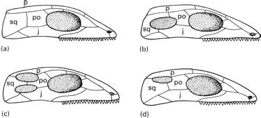 The Palaeo Post: The Difference Between...Anapsids, Synapsids, Diapsids and Euryapsids