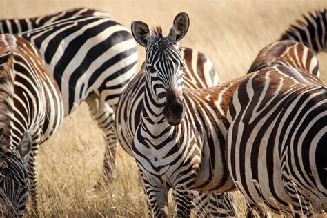 Kenya Wildlife Safari: An Experience You Will Never Forget