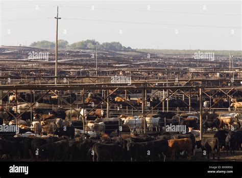 Harris Cattle Ranch, the largest beef cattle farm in California Stock ...