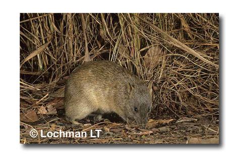 Northern Brown Bandicoot - Lochman TransparenciesLochman Transparencies