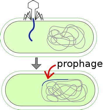 Difference Between Prophage and Provirus | Compare the Difference Between Similar Terms