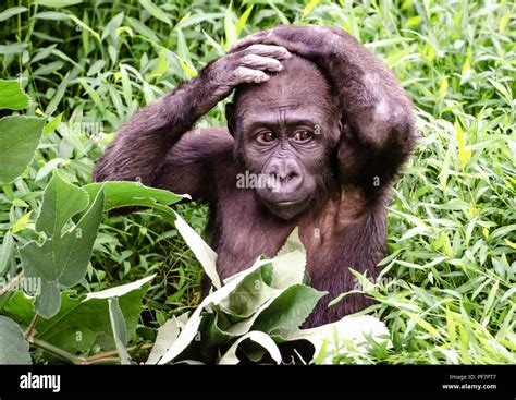 Baby Gorilla at Play Stock Photo - Alamy