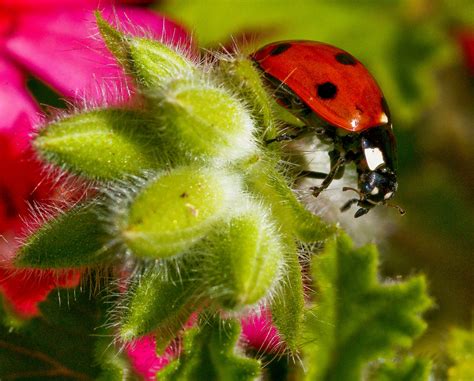 10 plants to attract ladybugs in your garden | LifeGate