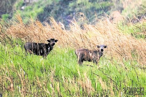 Habitat loss, poaching blamed for decline in tamaraw population | Inquirer News