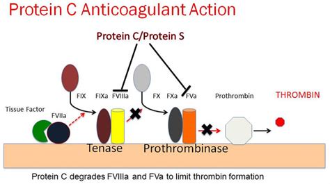 Protein C Activation Diagrams