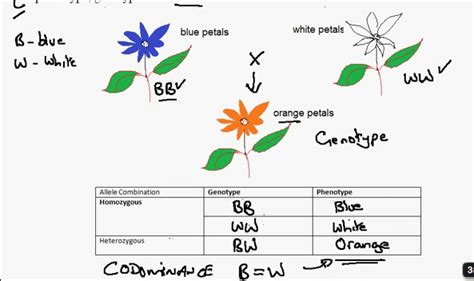 Michelle's Biology (:: 3.18) c. Codominance