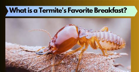 What Do Termite Bites Look Like? Symptoms and Misconceptions ...