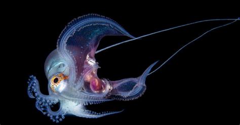 Blanket Octopus - A-Z Animals