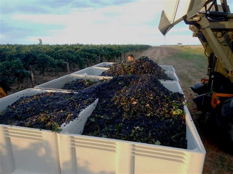 Montepulciano Grape Harvest 2012