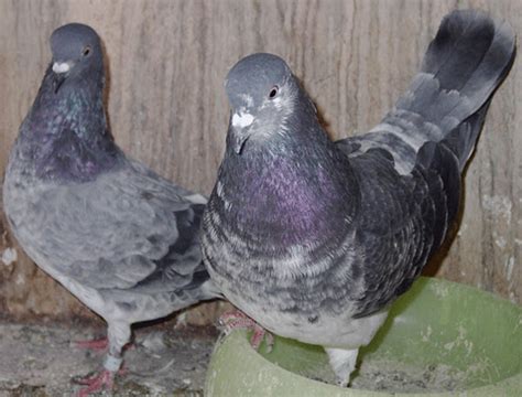 Tippler Pigeon: Origin, Characteristics, Uses, Photo