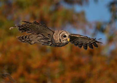 Barred Owls - Whistling Wings Photography