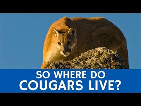 What is a Cougars natural habitat? – AnsToAll