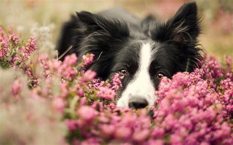 Border Collie - Dogs Wallpaper (39819445) - Fanpop