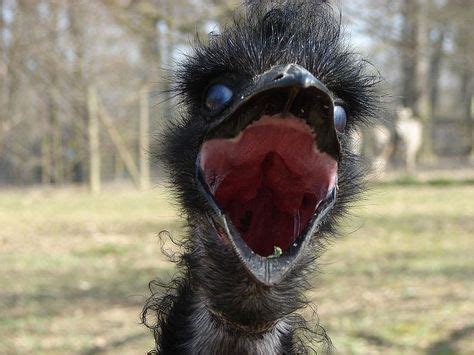 The Great Emu War | Emu, Emu war, Scary