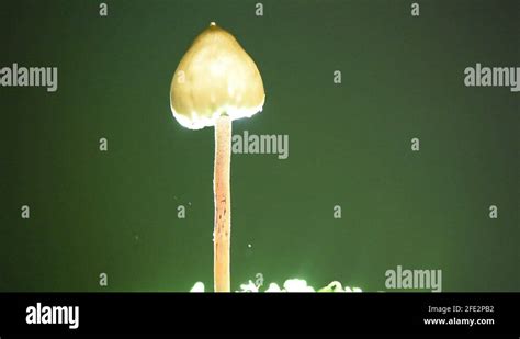 Liberty cap mushroom psilocybe semilanceata Stock Videos & Footage - HD and 4K Video Clips - Alamy