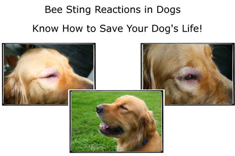 How Long Does A Bee Sting Hurt A Dog