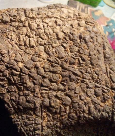 Dragon skin - Fossil ID - The Fossil Forum