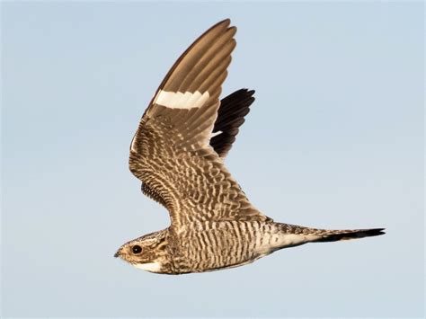 Common Nighthawk - eBird