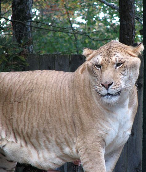 The Liger – Meet the World Largest Cat