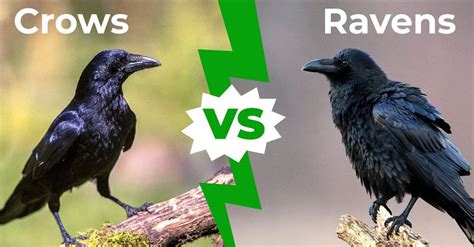 Common Raven Vs American Crow
