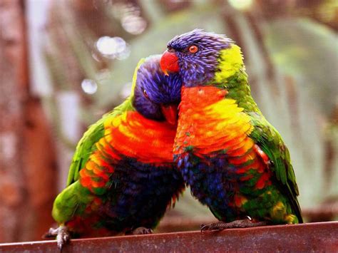 lory, Parrot, Bird, Tropical, 11 Wallpapers HD / Desktop and Mobile Backgrounds