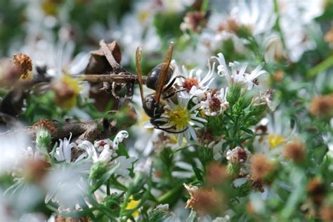 Bug of the Week: White-faced Hornet – Growing With Science Blog