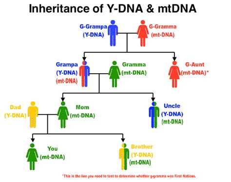 DNA Basic Primer Genealogy Help, Genealogy Resources, Genealogy ...