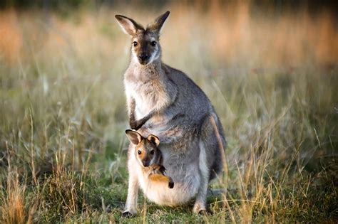 Fun Kangaroo Facts For Kids 2023 [Facts, Photos More], 47% OFF