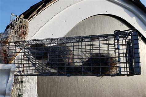 Squirrel Trapping Pros | #1 Best Southern CT Squirrel Experts