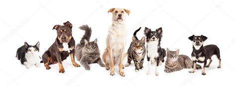 Group of cats and dogs Stock Photo by ©adogslifephoto 75141317