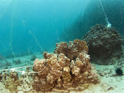 Hawaii EcoTube: Akule Fishing Damages Reef in West Hawaii