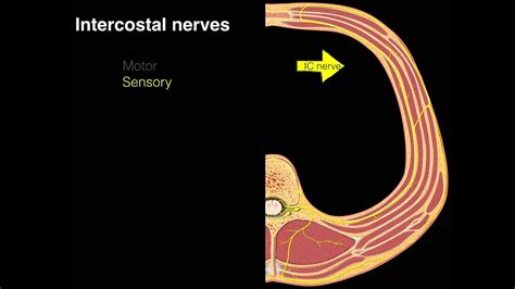 Intercostal Nerve Anatomy