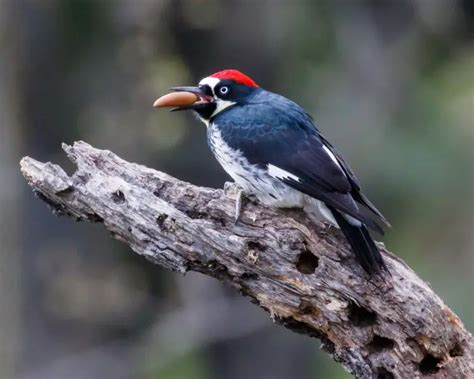 Acorn Woodpecker - Facts, Diet, Habitat & Pictures on Animalia.bio