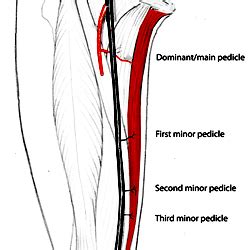 Blood supply to the gracilis flap clarifying the nomenclature to be ...