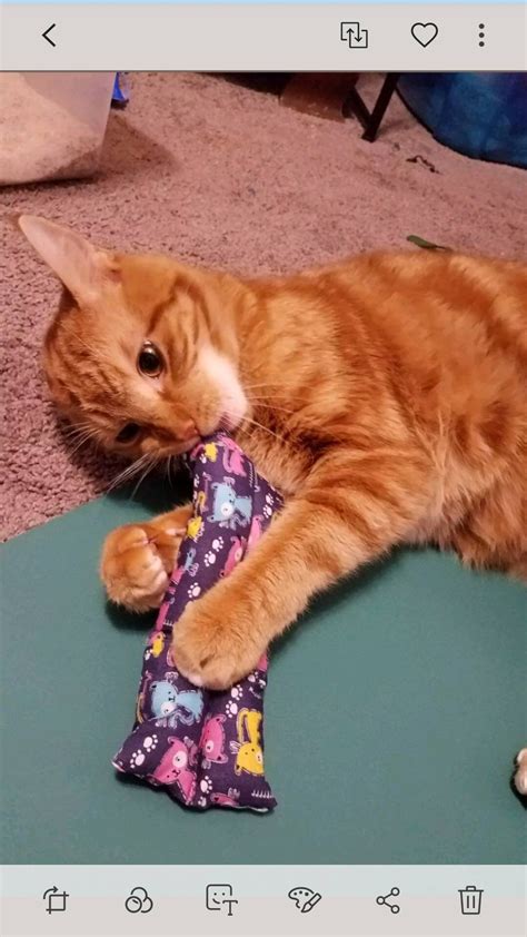 Kitty Catnip Pillow toy stick catnip toy cat toy | Etsy