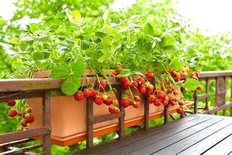 Growing strawberries in hanging baskets - Plantura