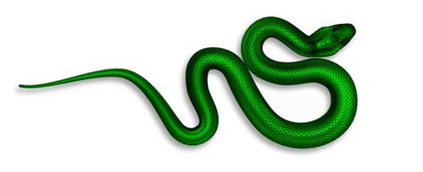 Snake Top View Vector Images (60)