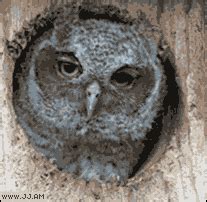 29 Surprisingly Delightful Owl GIFs