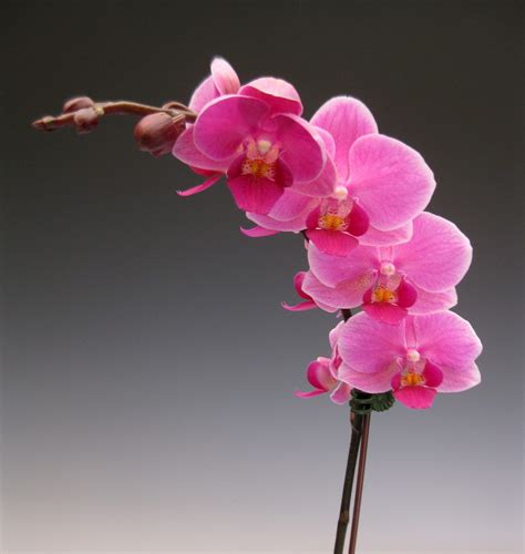 Mother's Day Orchid Flowers | Orchidaceous! Orchid Blog