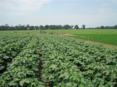 Using Dicamba on Dicamba-Tolerant Crops | Panhandle Agriculture