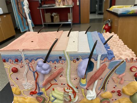 Skin Cell Model (Layers) Diagram | Quizlet