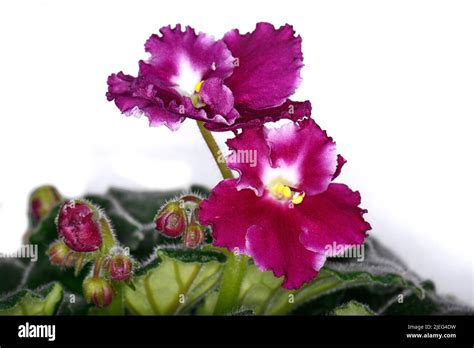 Violet Saintpaulias flowers commonly known as African violets Parma violets close up isolated ...